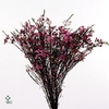 Chame Early Purple 70cm