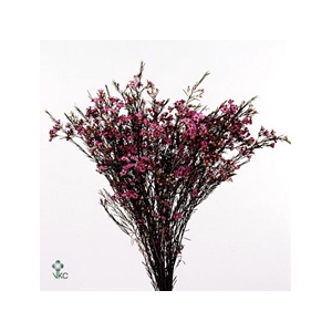 Chamelaucium Purple Pride