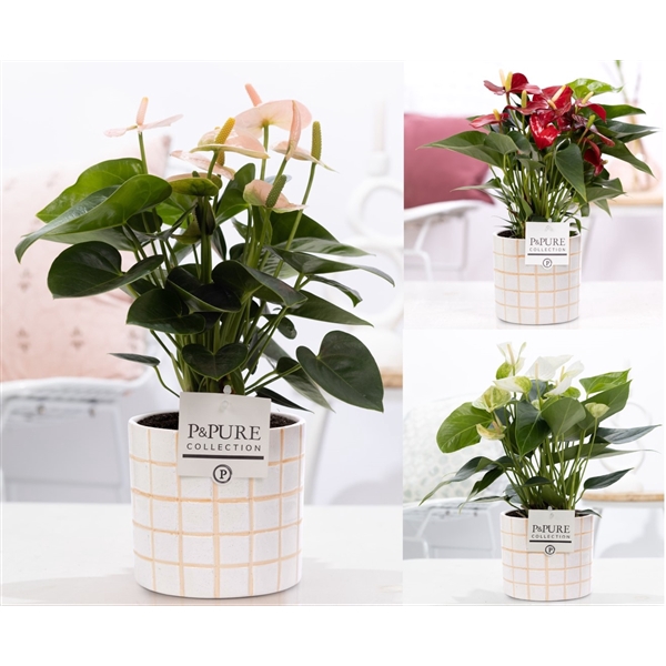 <h4>Anthurium mix in P&PURE Tirza ceramics</h4>