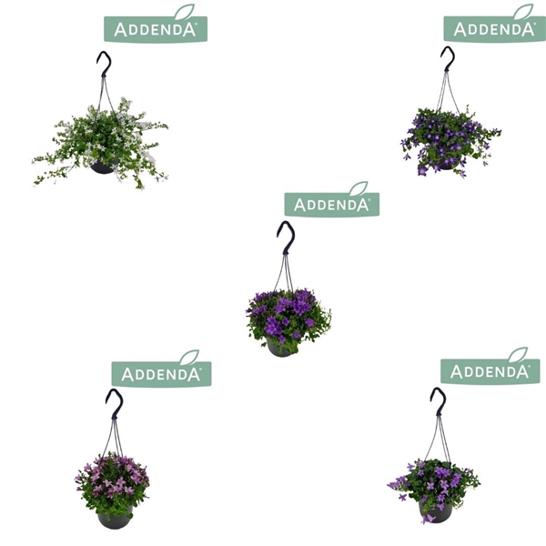 <h4>Campanula Addenda Mixlaag 15 cm Hangpot</h4>