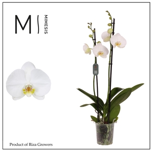 Phalaenopsis Nottingham 2 spike – 12cm | Mimesis