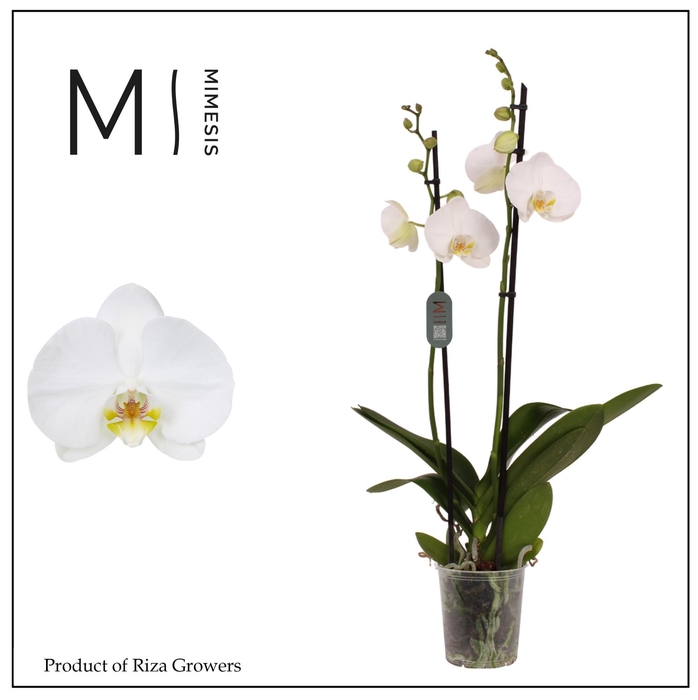 <h4>Phalaenopsis Nottingham 2 spike – 12cm | Mimesis</h4>