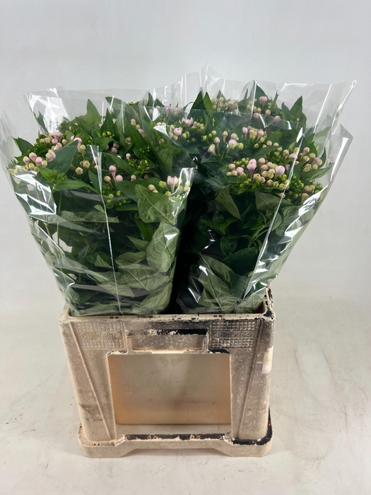 <h4>BOU DU PRINCIE IMP</h4>