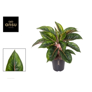 Aglaonema Camo Carmine