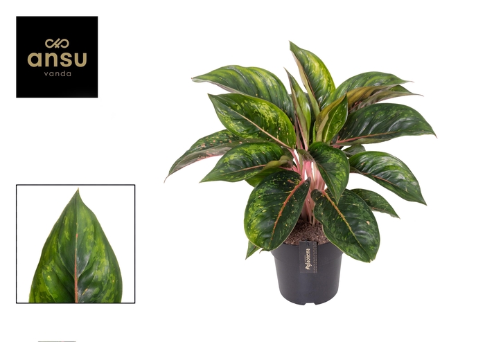 <h4>Aglaonema Camo Carmine</h4>