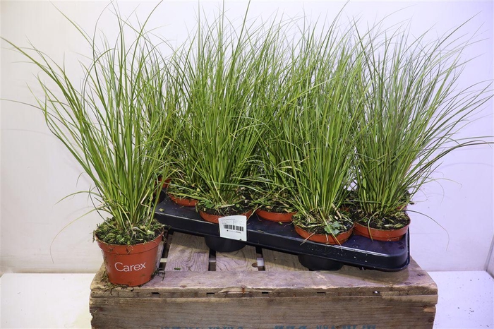 <h4>Care Cg Phoenix Gr</h4>