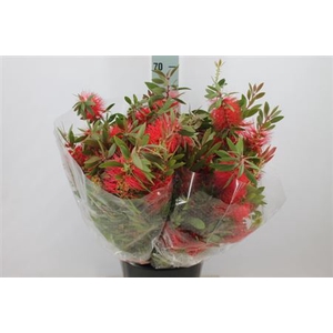 Callistemon Citrinus Red 250 Gram