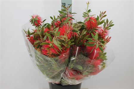 <h4>Callistemon Citrinus Red 250 Gram</h4>