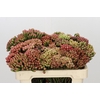 Kaaps Groen Red Brunia Medium