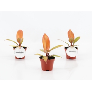 Philodendron Prince of Orange