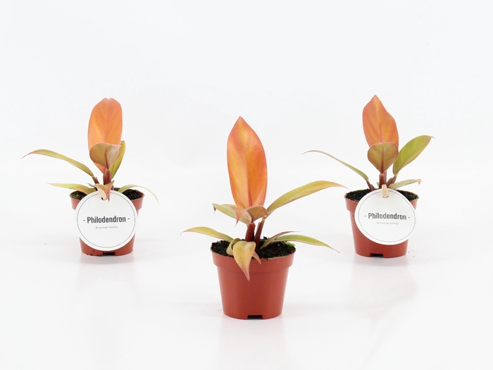 <h4>Philodendron Prince of Orange</h4>