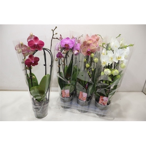 Phal El Cascade