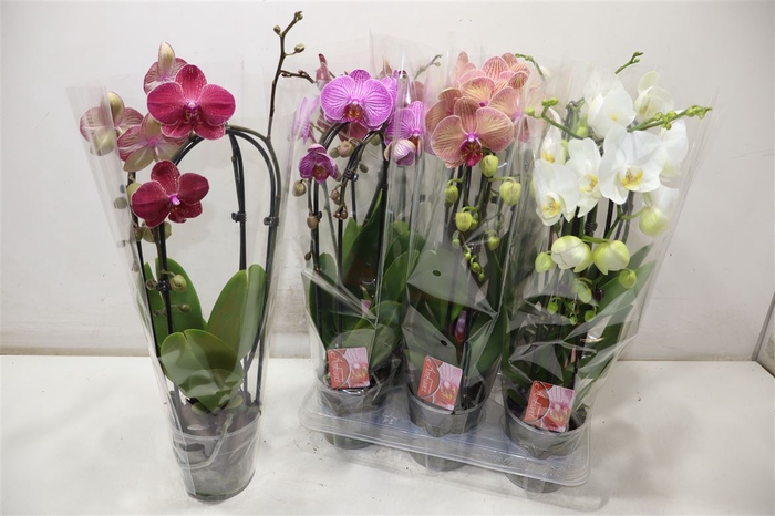 <h4>Phal El Cascade</h4>