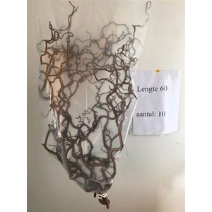 Coryl Av Contorta 60 Cm 2 Jarig