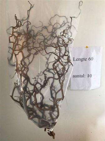<h4>Coryl Av Contorta 60 Cm 2 Jarig</h4>