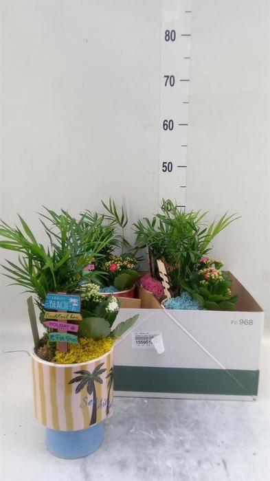 <h4>Arr.    Planten  L%</h4>
