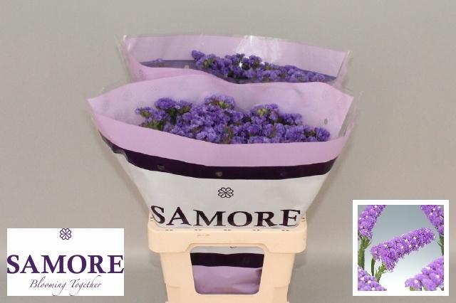 <h4>LIM S TESSA MALVA</h4>