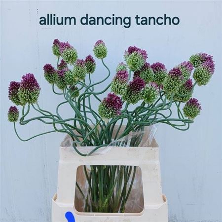 <h4>Allium Dancing Tango</h4>