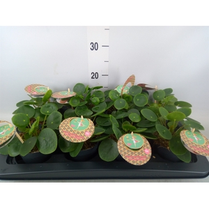 Pilea peperomoides