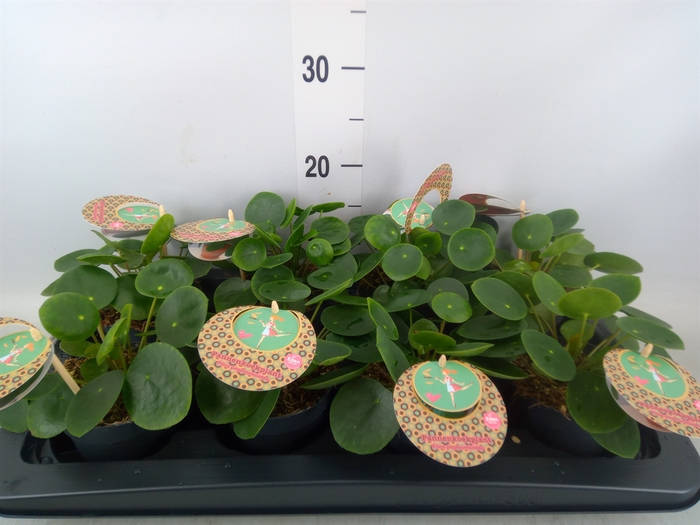 <h4>Pilea peperomoides</h4>
