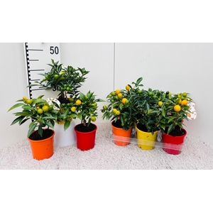 Citrus Mix-Tray 2+ Var. mini-stem