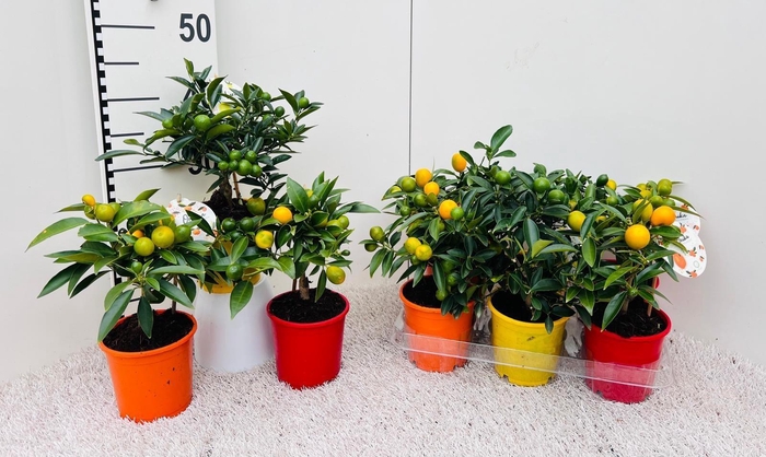 <h4>Citrus Mix-Tray 2+ Var. mini-stem</h4>