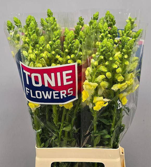<h4>ANTIR ANTIBES YELLOW</h4>