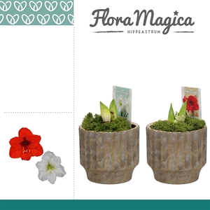 Hippeastrum Mix 2 Knop in Ompot Jane