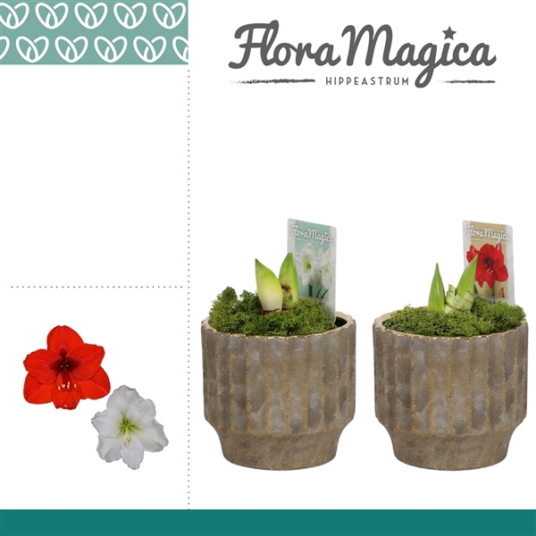 <h4>Hippeastrum Mix 2 Knop in Ompot Jane</h4>