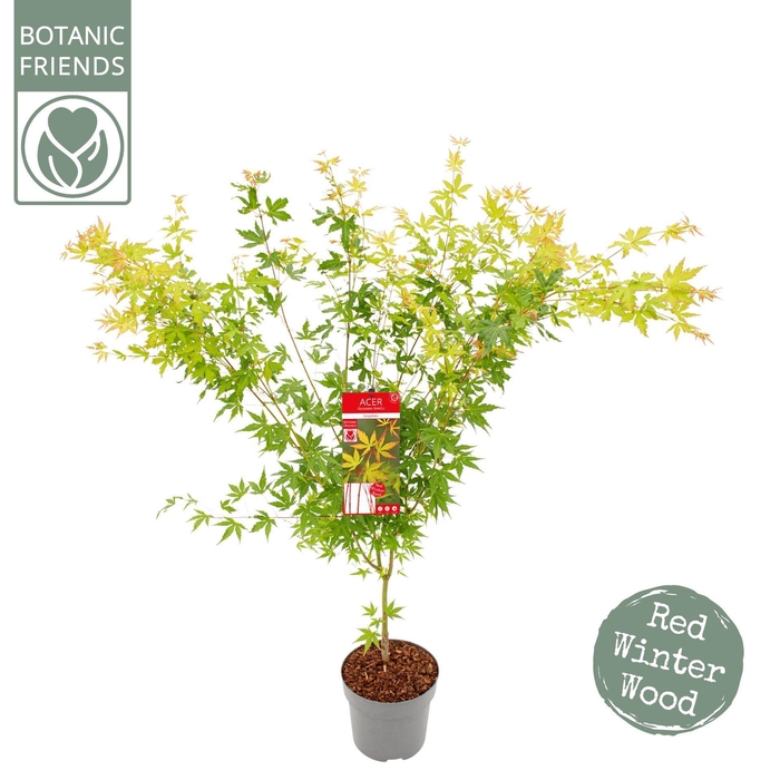 <h4>Acer palmatum</h4>