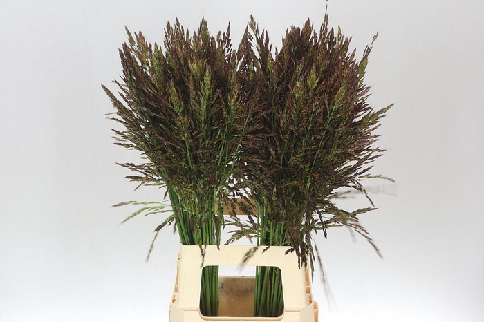 <h4>Panicum Umbrella</h4>