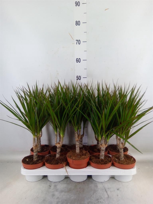 <h4>Dracaena marg.</h4>