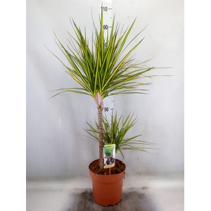 Dracaena marg. 'Sunray'