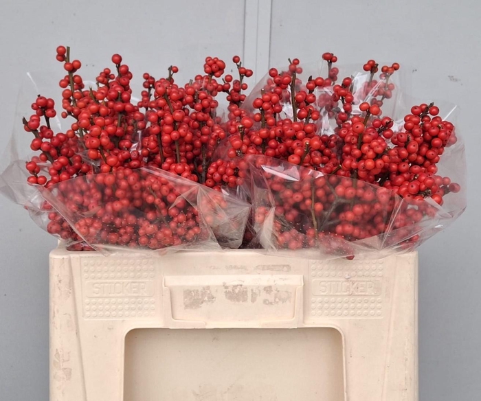 <h4>ILEX VE RODE BES</h4>