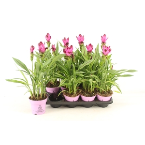 CURCU AL SIAM SPLASH