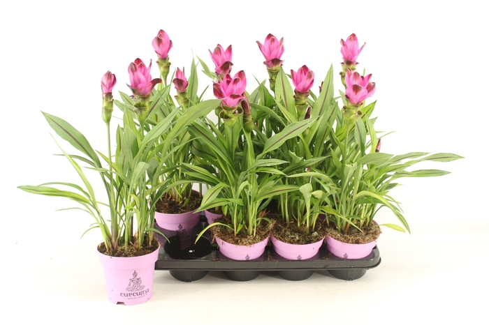 <h4>CURCU AL SIAM SPLASH</h4>