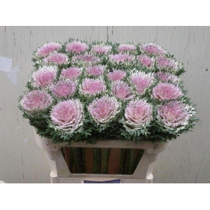 Brassica oleracea Crane King