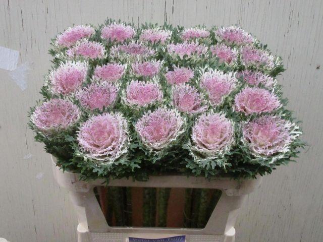 <h4>Brassica oleracea Crane King</h4>