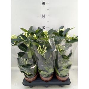 Stephanotis floribunda   ...