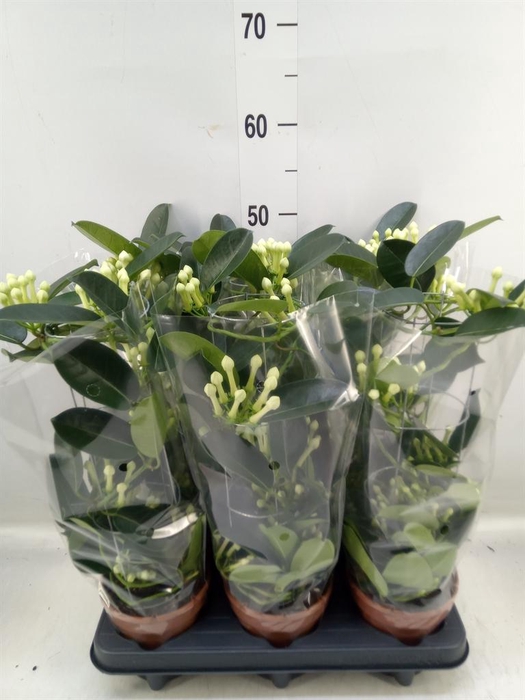 <h4>Stephanotis floribunda   ...</h4>
