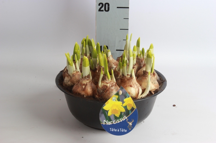 <h4>ARR NARCISSUS</h4>