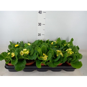 Primula elat. 'Sibel Lime'