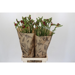 Freesia One Red XXL