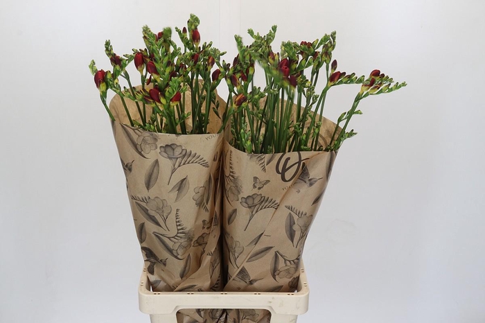 Freesia One Red XXL
