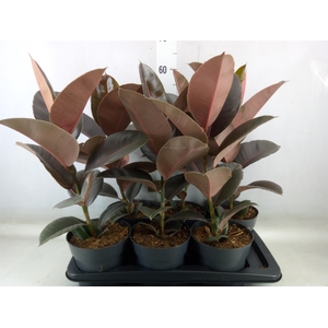 Ficus elastica 'Pink Camouflage'