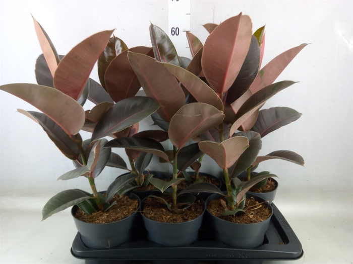 <h4>Ficus elastica 'Pink Camouflage'</h4>