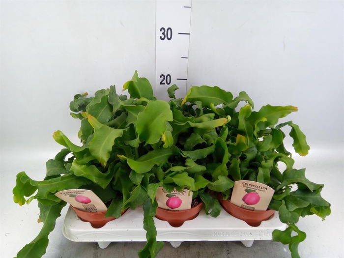 <h4>Epiphyllum guatem. var. monstrosa</h4>
