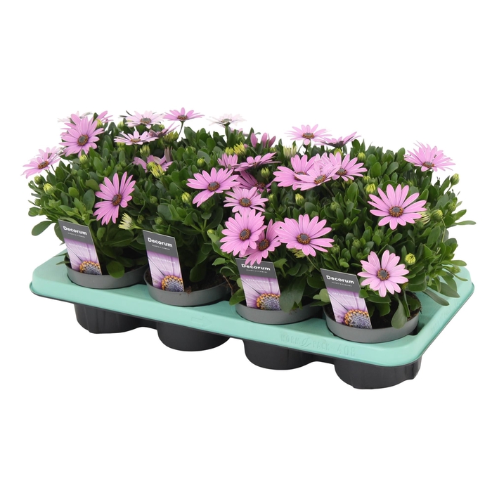 <h4>Osteospermum Cape Daisy Antique Rose Decorum</h4>