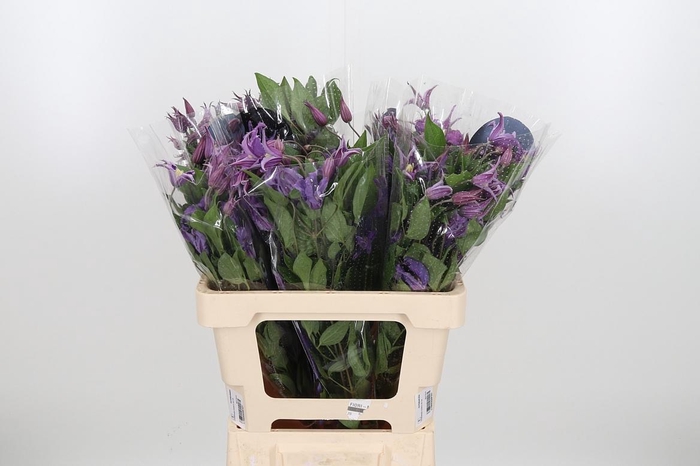 <h4>Clem Amazing Rome</h4>