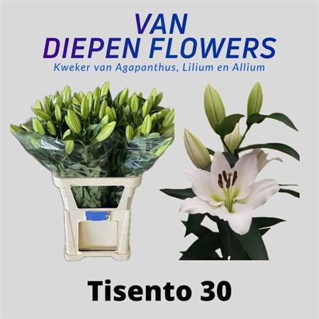 <h4>Li Ot Tisento 3+</h4>